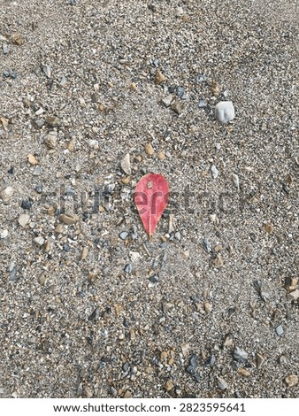 one red leaf on grayish gravel sand