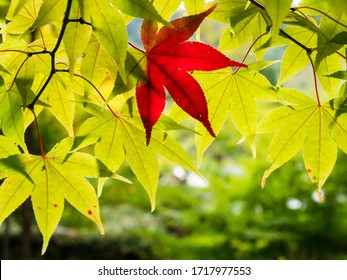 One Red Maple Leaf Amidst Green Leaves In Autumn