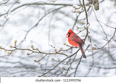 One Red Northern Cardinal, Cardinalis, Bird Sitting Perched On Tree Branch During Heavy Winter Snow Colorful In Virginia, Snow Flakes Falling Eating Flower Leaf Buds