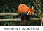 One red panda in the forest