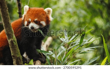 One red panda in the forest