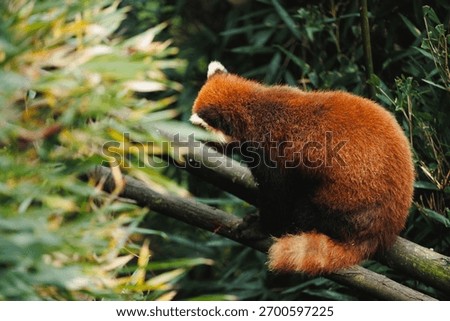 One red panda in the forest