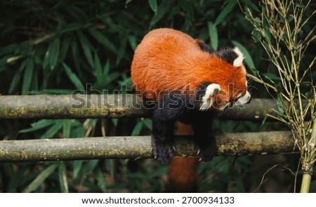 One red panda in the forest