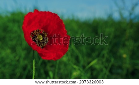 Similar – Image, Stock Photo poppy blossom Environment