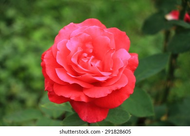 One Red Rose Flower In The Garden