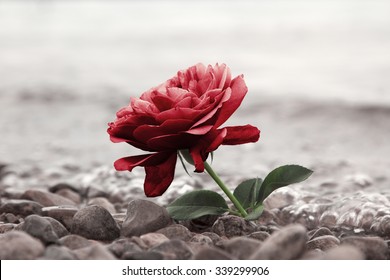eine rote Rosenblume am steinigem Strand, Hintergrund, Süßwasser