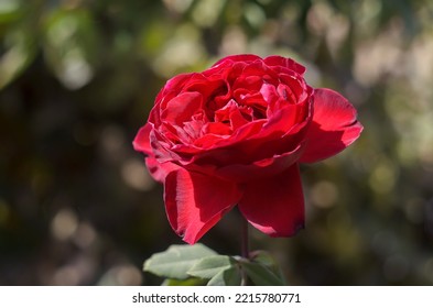 One Red Rose In The Garden