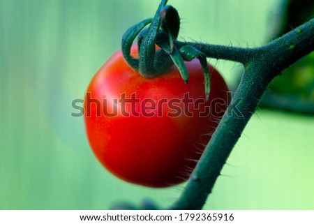 Similar – Tomate gesund Gewächshaus