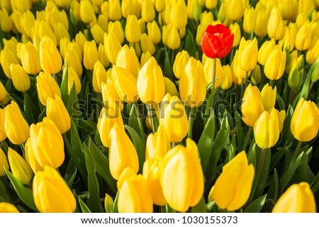 one red tulip among a set of yellow tulips. Selective focus, the concept of uniqueness, singularity and difference