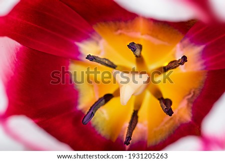 Similar – Close-Up Details Of Pink Tulip Flower