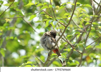 one Red Vented Bulbul bird or one bird sitting on the tree or tree branch on the morning with white background - Powered by Shutterstock