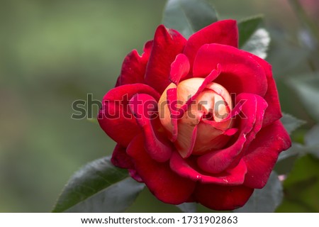 One redrose in the garden is so  beautiful 