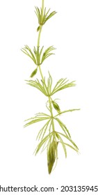 One Rigid Hornwort Isolated On A White Background.