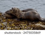 One river otter eats a fish while two others look on, Clover Point, Victoria, Vancouver Island, British Columbia