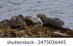 One river otter eats a fish while three others play nearby, Clover Point, Victoria, Vancouver Island, British Columbia