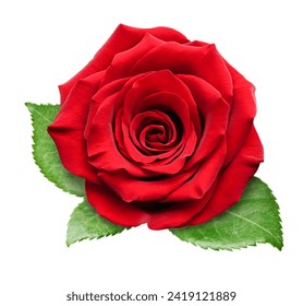 one rose bud with leaves top view, on a white isolated background - Powered by Shutterstock