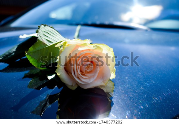 One rose on a black car.\
Cream delicate rose. Beautiful flowers on an expensive car. Gifts\
for women