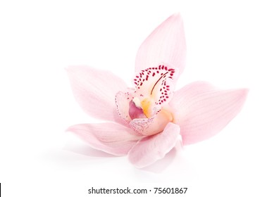 one rosy beautiful orchid isolated on white background - Powered by Shutterstock