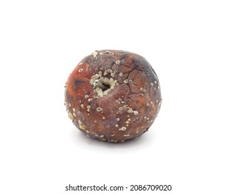 One Rotten Apple Isolated On A White Background.