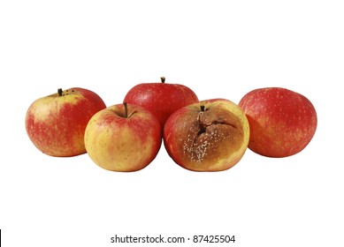 One Rotten, Bad, Decaying Apple In Bunch Of Four Good Apples