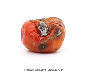 One rotten tomato isolated on a white background.