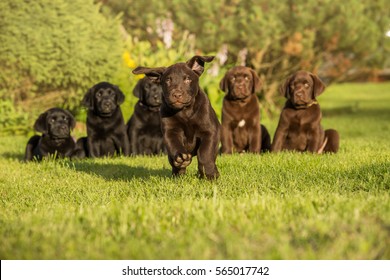 One running chocolate labrador puppy  and other black and chocolate Labrador puppies sitting