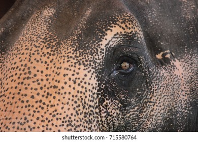 One Of Sad Elephant Eye When He Really Tired Of Riding