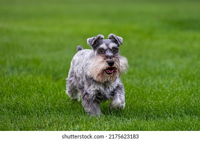 One Salt And Pepper Mini Schnauzer Dog, Running Happily On Green Grass. He Has A Fluffy White Beard And Looks To Be Smiling. Copy Space 