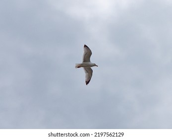 One Seagull Bird Is Flying In A Cloudy Sky. Overcast, Gray Sky. White Bird Flying Under Clouds