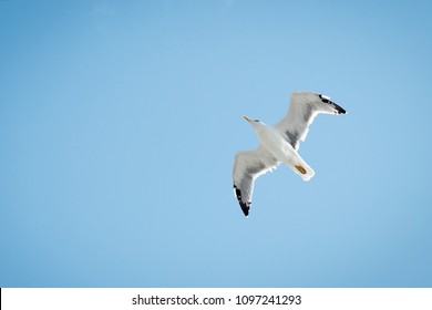 one Seagull flies against the blue sky. close up