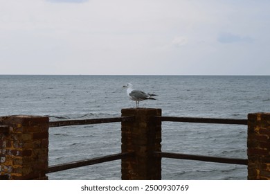 One seagull sits on a old sea pier. The European herring gull, Seagull on the beach pier railing. Close-up of seagull bird. - Powered by Shutterstock