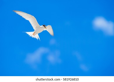 One seagull sky  .  flying young seagull in action
