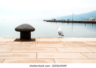 One seagull stands on the edge of the ship's pier near the metal mooring bollard and looks into the sea