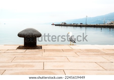 One seagull stands on the edge of the ship's pier near the metal mooring bollard and looks into the sea