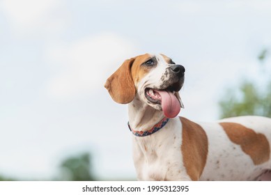 one senior adult cute beagle dog with the tongue out wearing an orange and blue collar, with trees and a blue sky in the blurred background, negative space