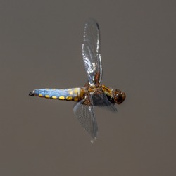 One Of A Sequence Of Shots Of A Male Broad-bodied Chaser Dragonfly (Libellula Depressa) Seen In Flight Showing Different Wing Positions.