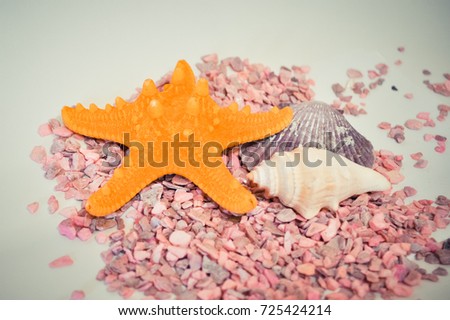 one or a set of several different shells and starfish on a pink small stones