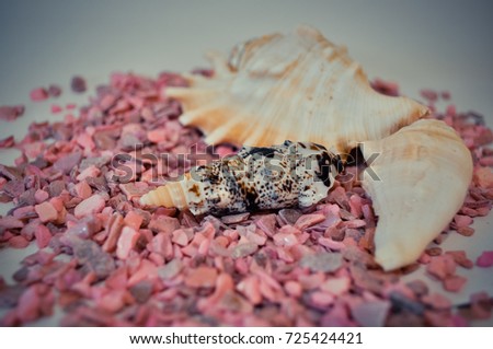 one or a set of several different shells on a pink small stones