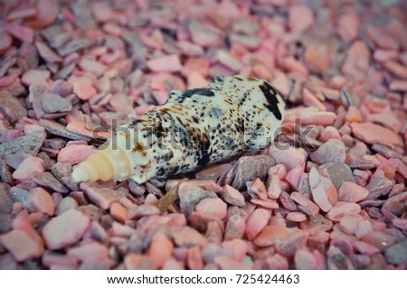 one or a set of several different shells on a pink small stones