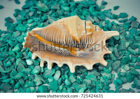 one or a set of several different shells on the green stones