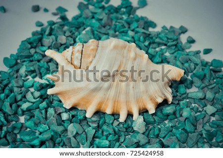 one or a set of several different shells on the green stones