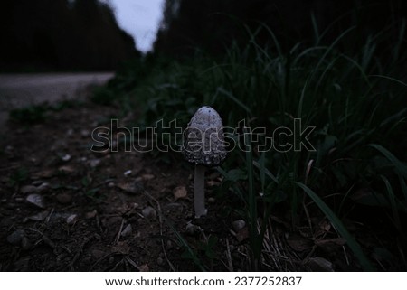 one shaggy inkcap, Coprinus comatus mushroom grows on road side in evening