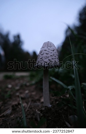 one shaggy inkcap, Coprinus comatus mushroom grows on road side in evening