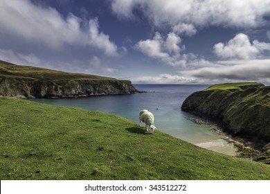 One sheep, one beach - Shutterstock ID 343512272