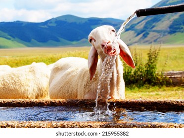 One sheep drinking water 