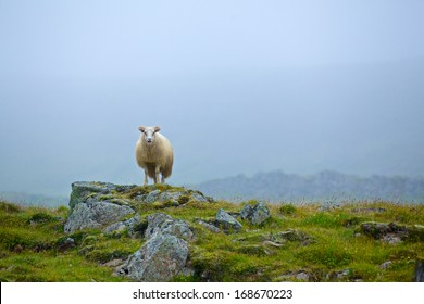 One sheep in grassland in the foggy day. Iceland