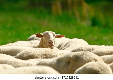 One sheep is lookink across the backs and ridges of a herd of sheep with white wool standing in a green meadow