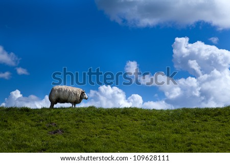 Similar – square sheep Colour photo