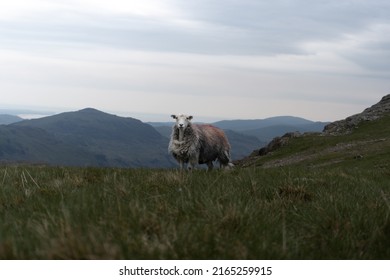 One Sheep On The Mountain Top Of Scafell Pike In The Lake District National Park, UK Cumbria. Shot In June 2022 HD