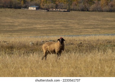 One sheep on a walk. Russia, Altay - Shutterstock ID 2233561737
